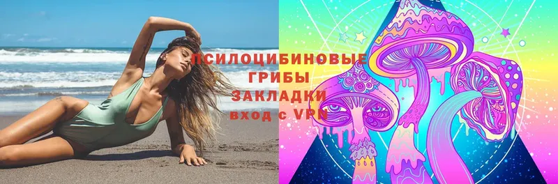 Псилоцибиновые грибы Psilocybe  Лодейное Поле 